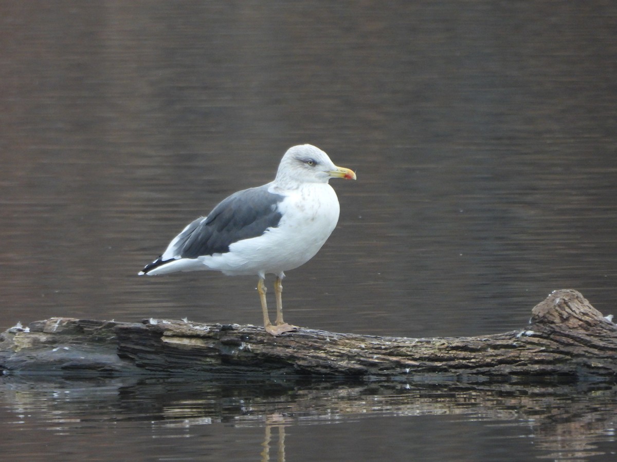 Gaviota Sombría - ML645864502