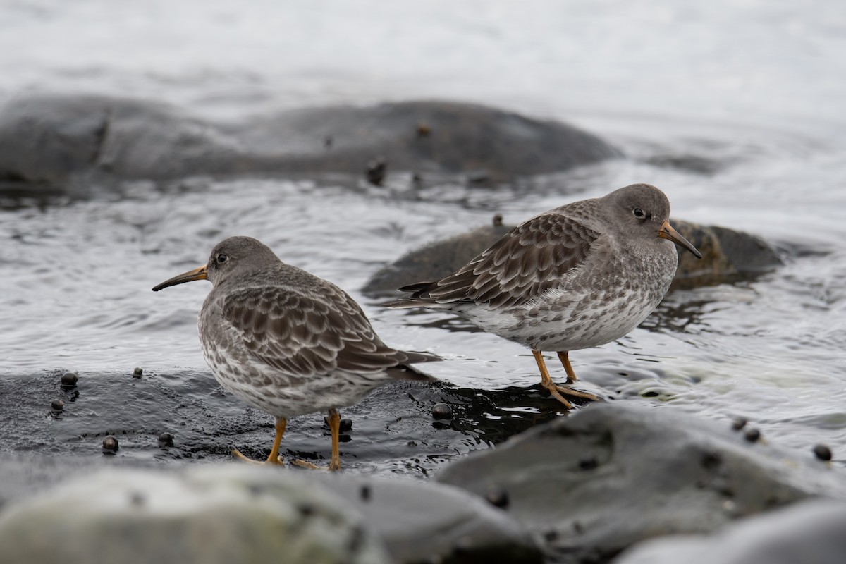 Purple Sandpiper - ML645864504