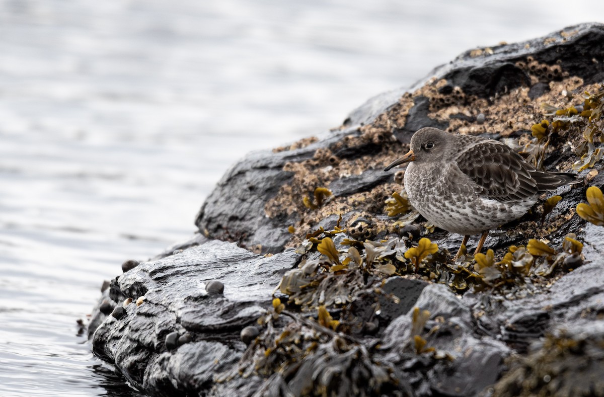 Purple Sandpiper - ML645864505