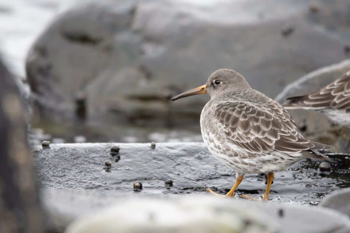 Purple Sandpiper - ML645864506