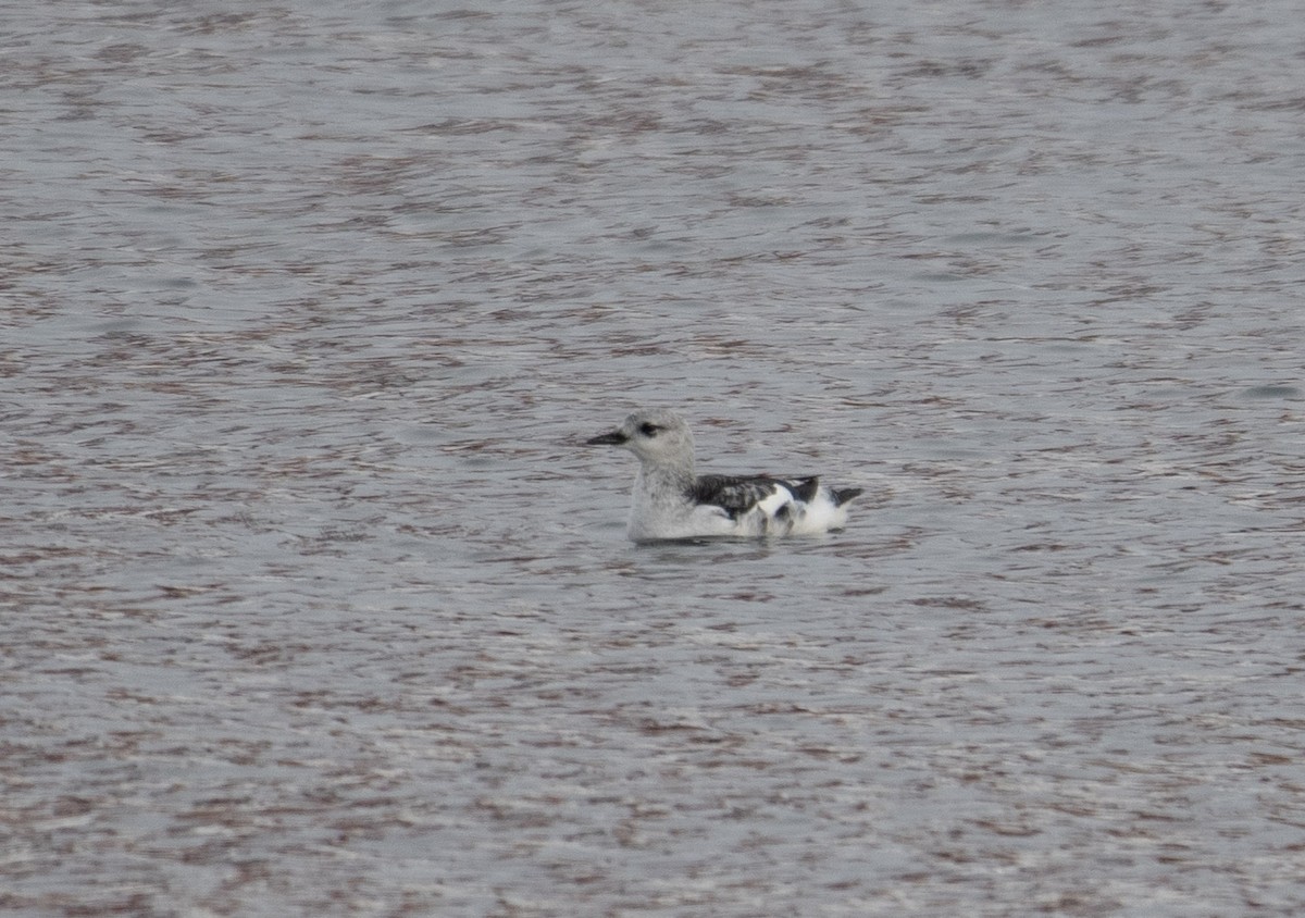 Black Guillemot - ML645864507