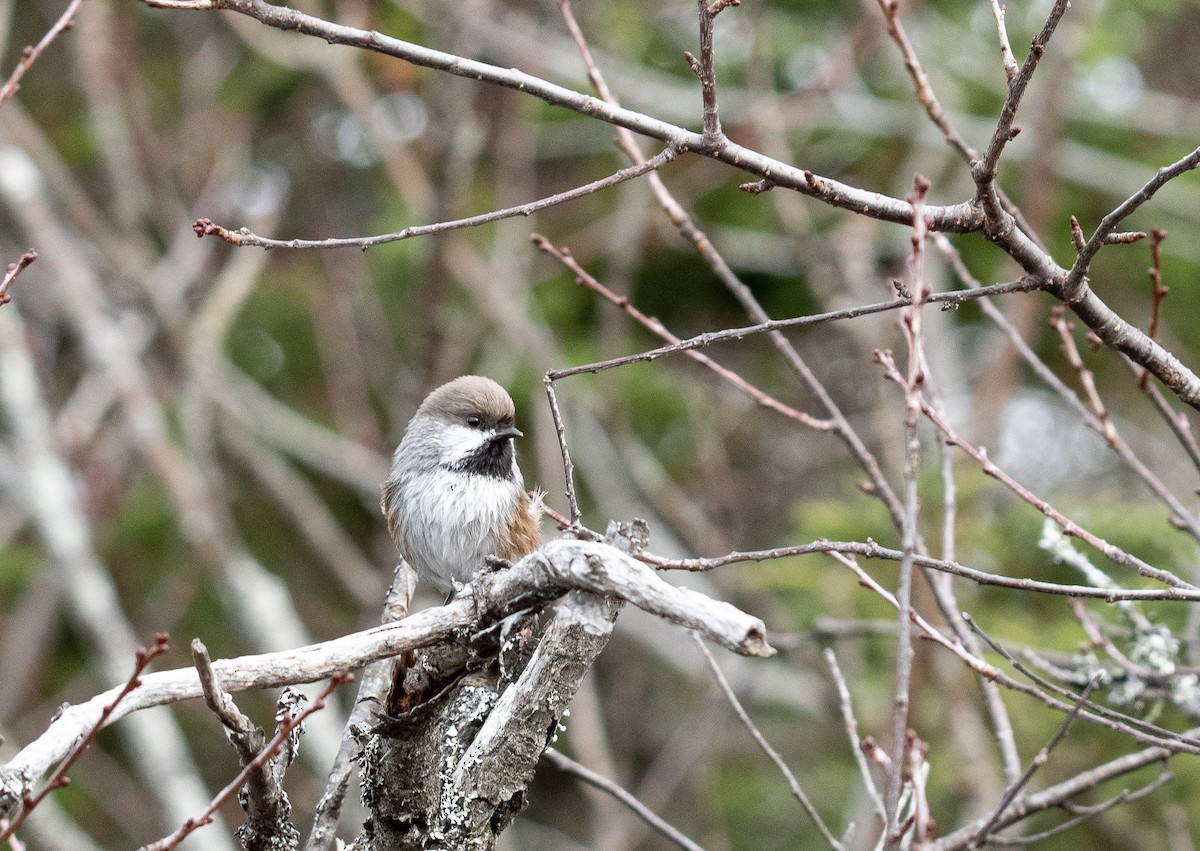 Boreal Chickadee - ML645864517