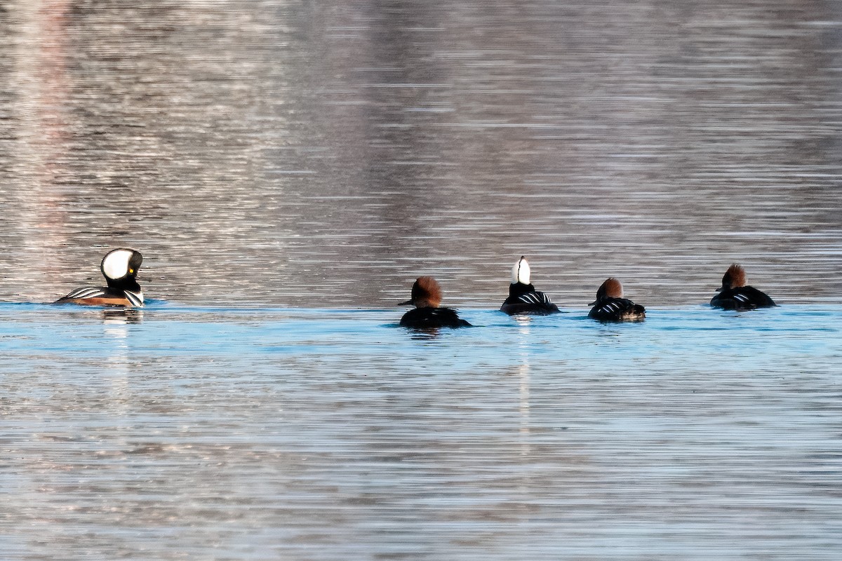 Hooded Merganser - ML645864518