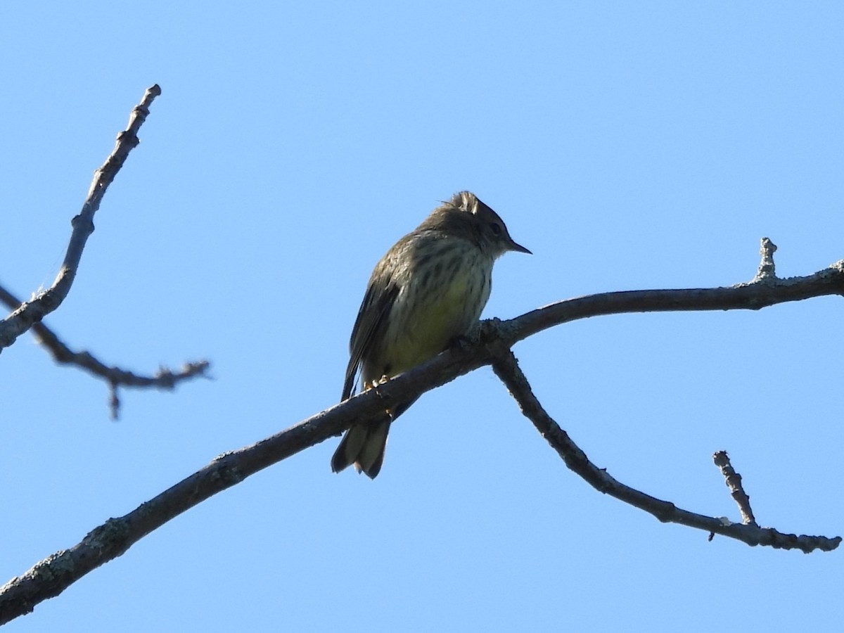 Cape May Warbler - ML645864525