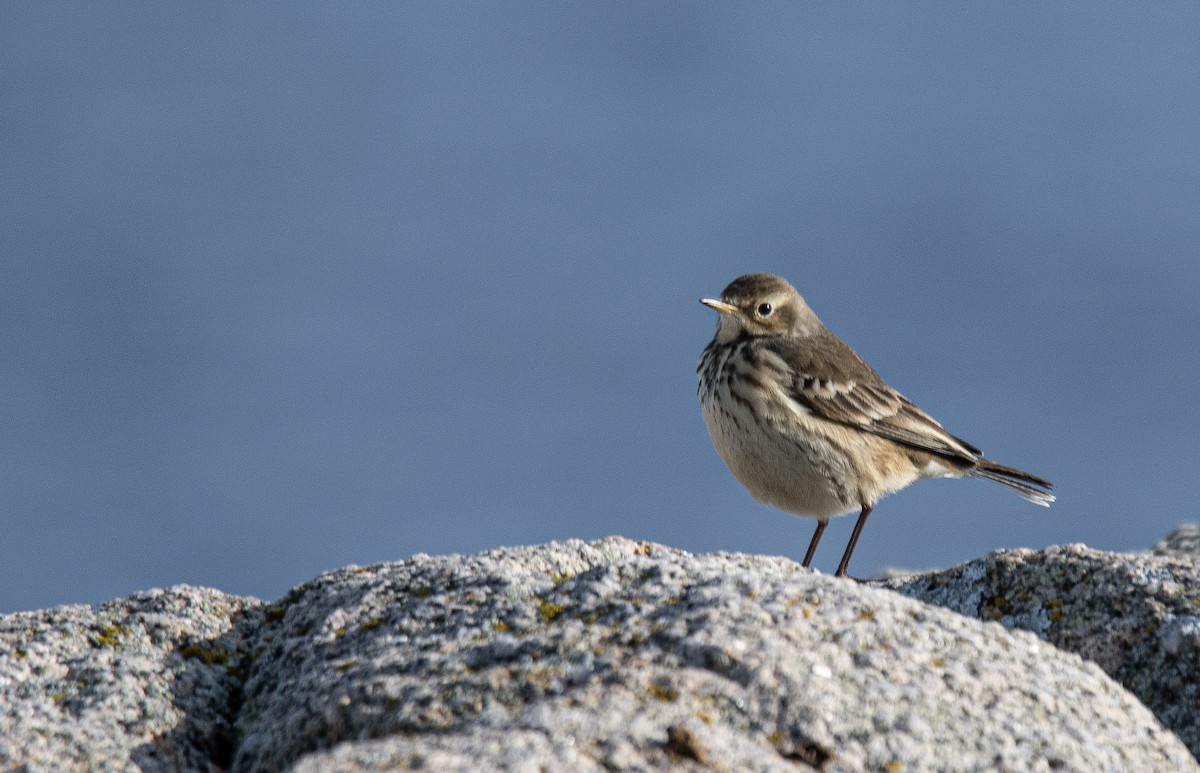American Pipit - ML645864526