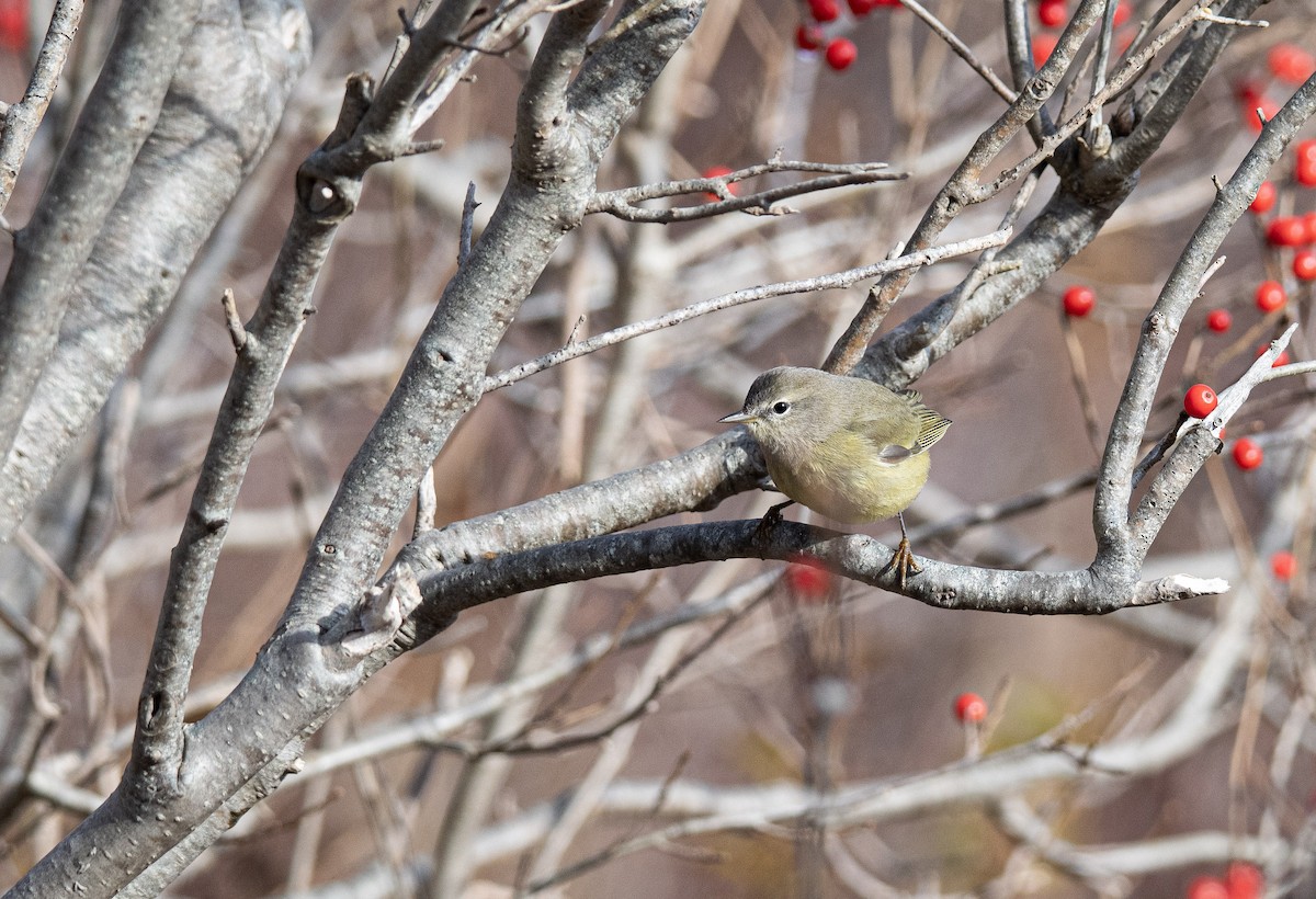 Orange-crowned Warbler - ML645864529
