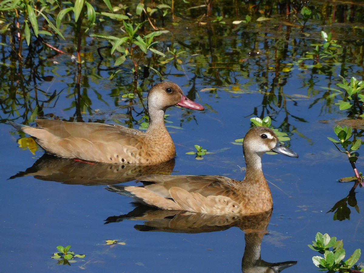 Brazilian Teal - ML645864532