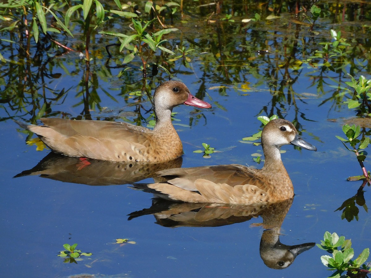Brazilian Teal - ML645864533