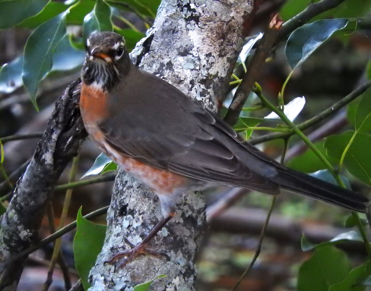 American Robin - ML645864534