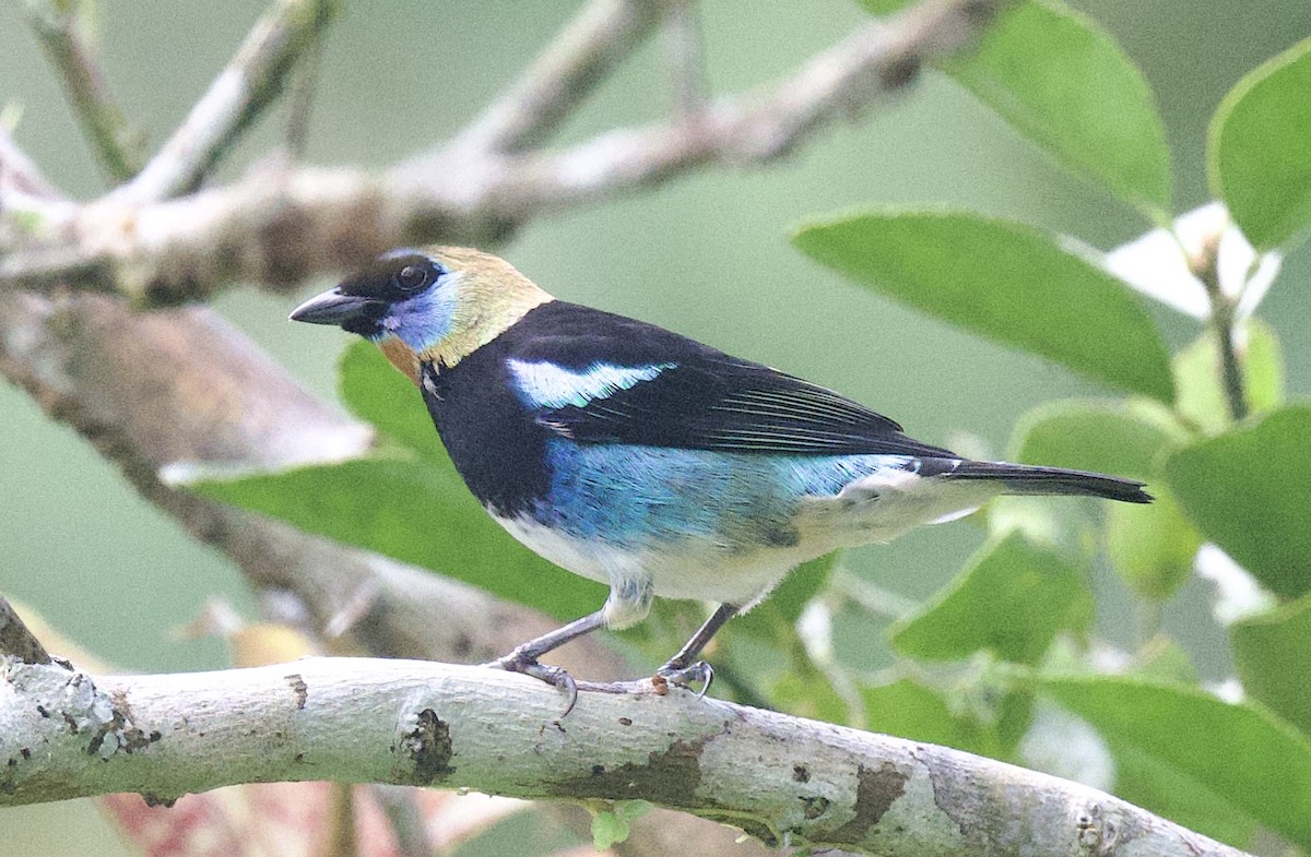 キンズキンフウキンチョウ - ML645864535