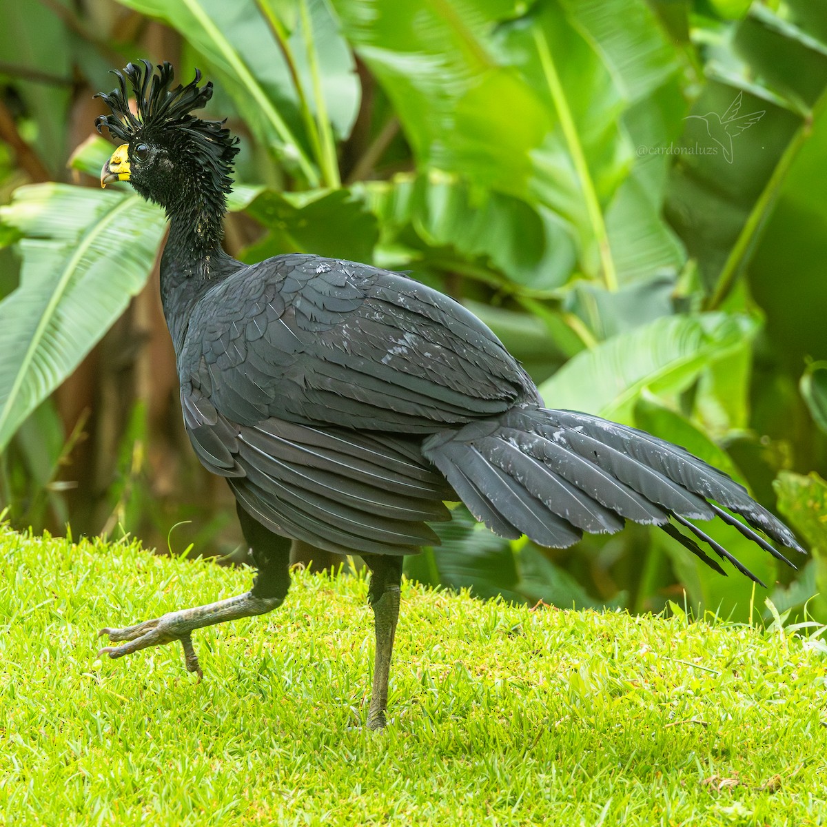Great Curassow - ML645864536