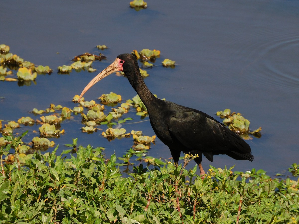 Bare-faced Ibis - ML645864550