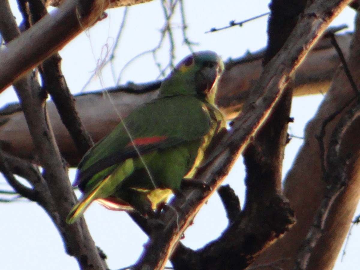 Amazona Frentiazul - ML645864554