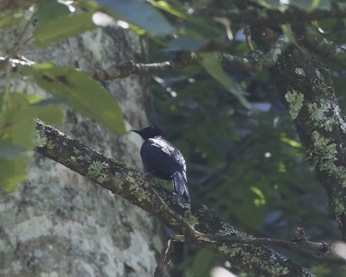 Rufipenne de Waller - ML645864570