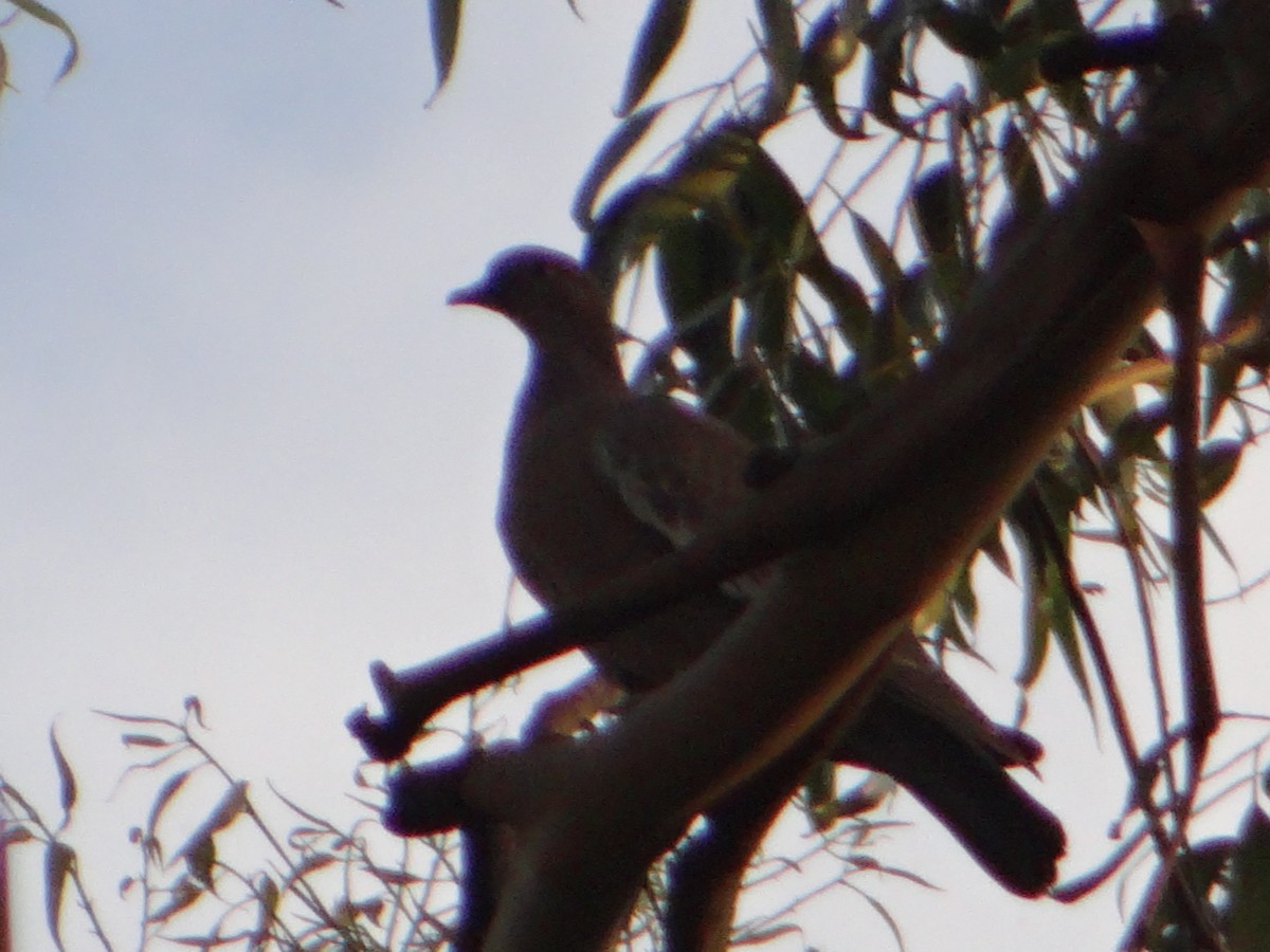 Picazuro Pigeon - ML645864571