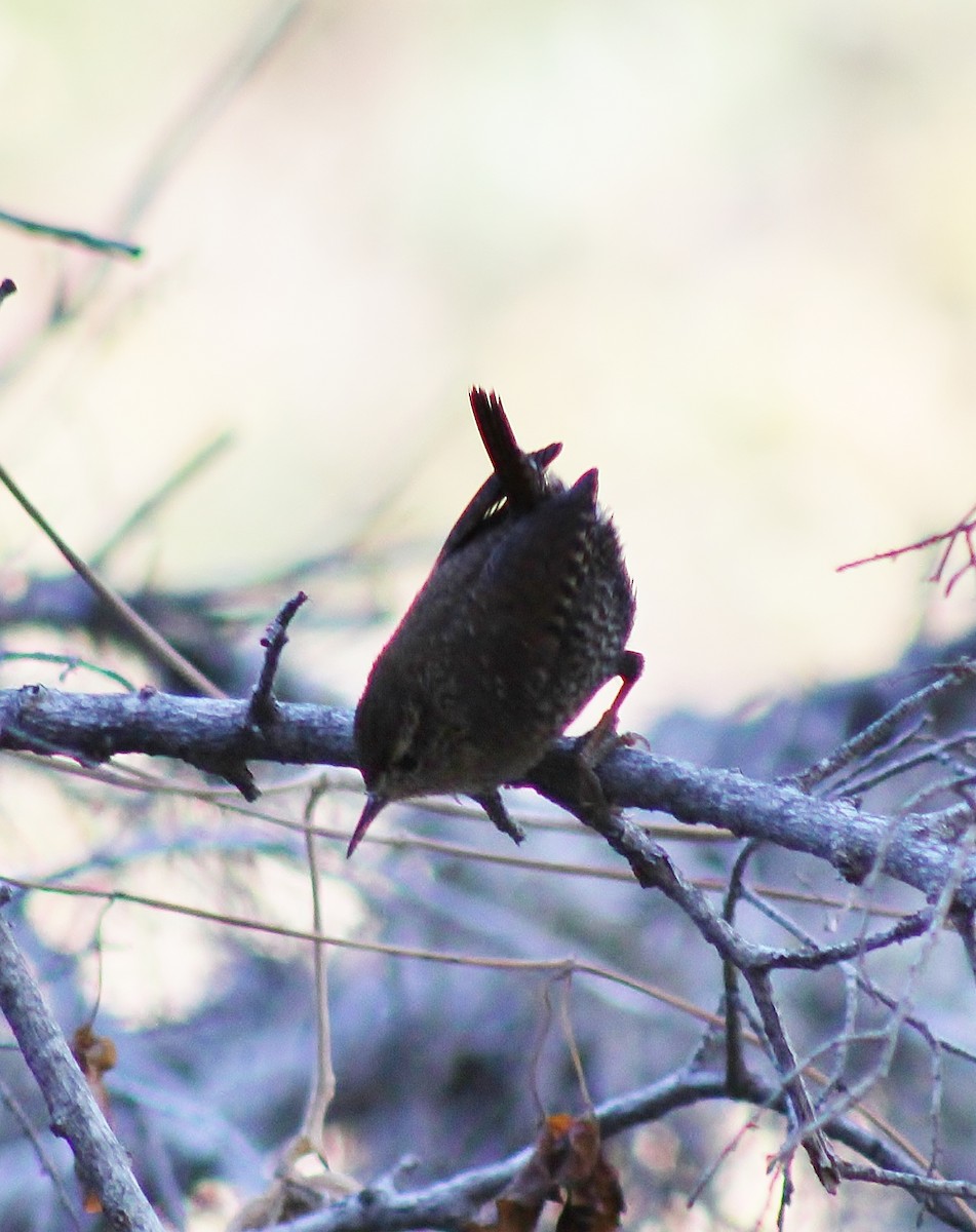Winter Wren - ML645864572