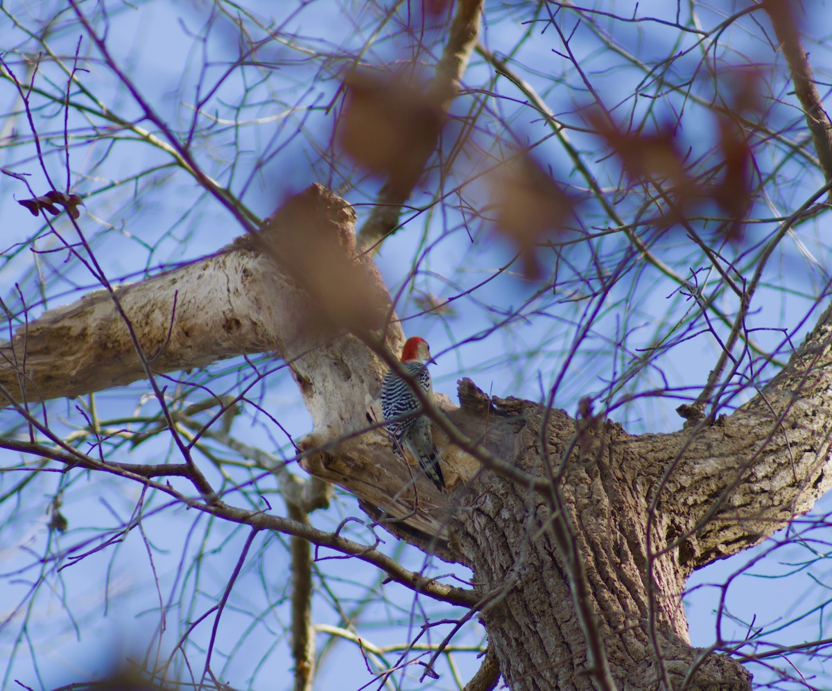 Red-bellied Woodpecker - ML645864574