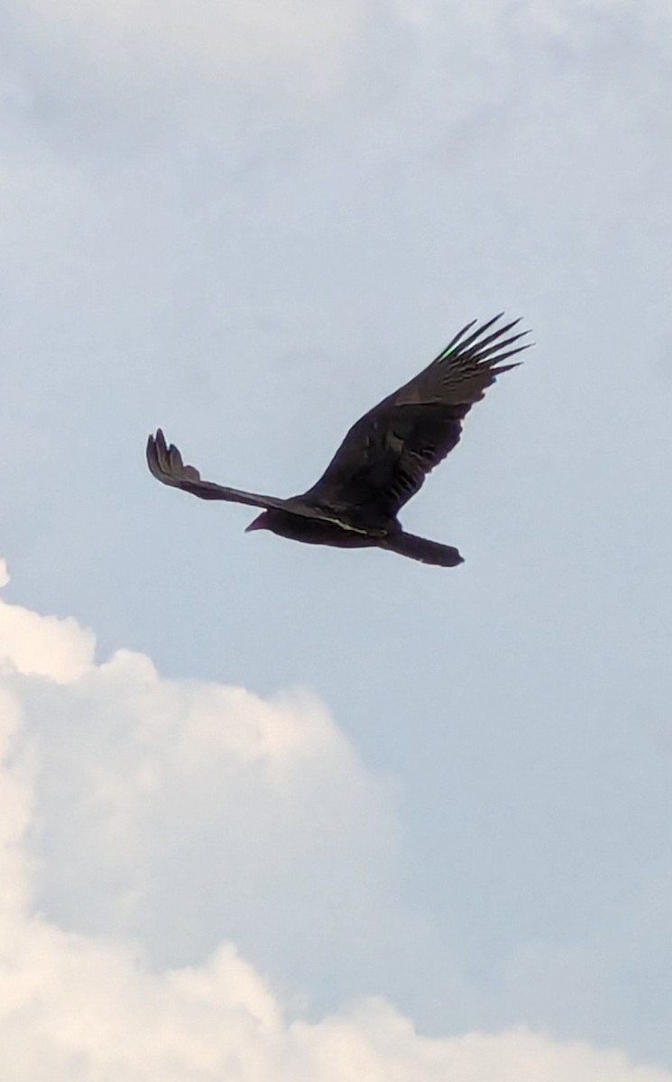 Turkey Vulture - ML645864575
