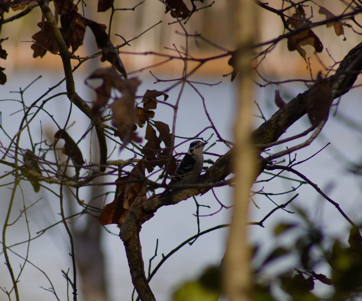 Downy Woodpecker - ML645864576