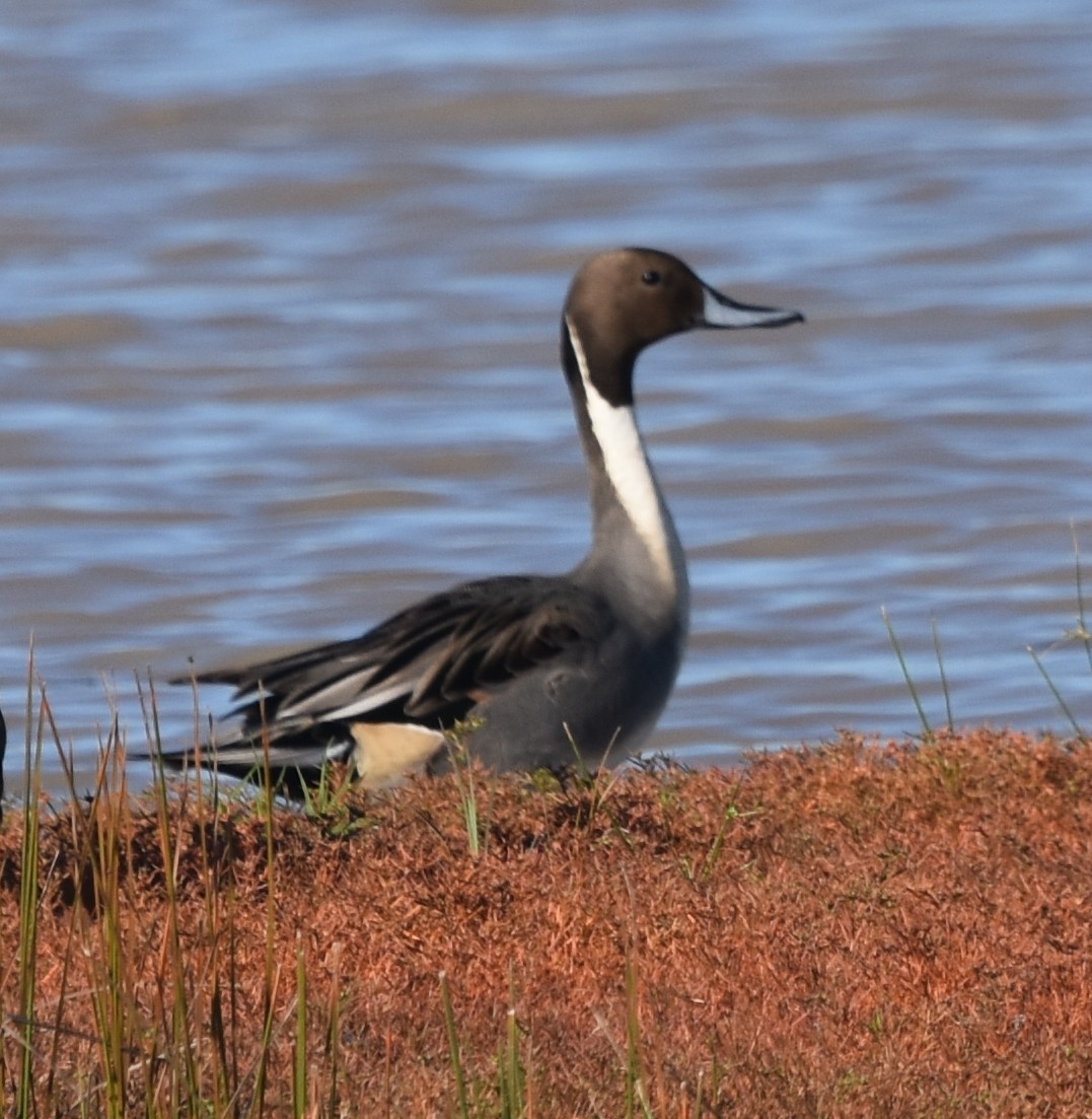 Northern Pintail - ML645864577