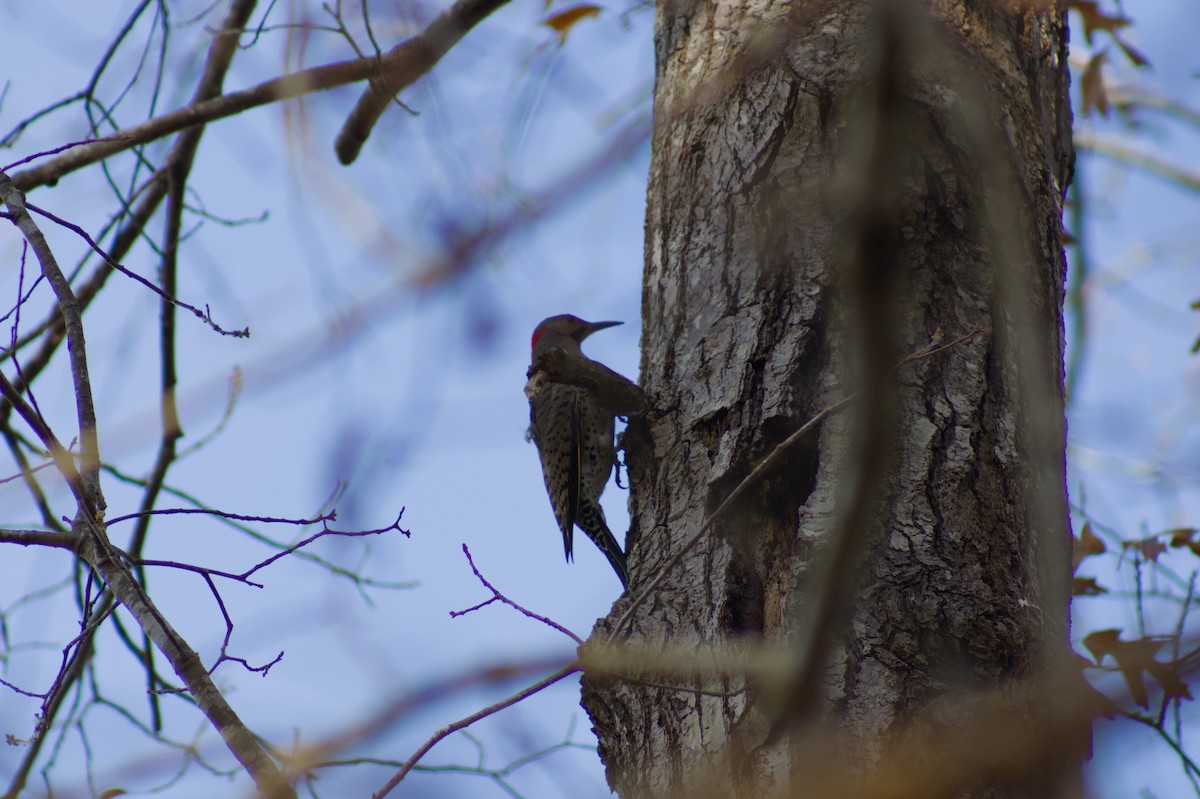 Northern Flicker - ML645864583