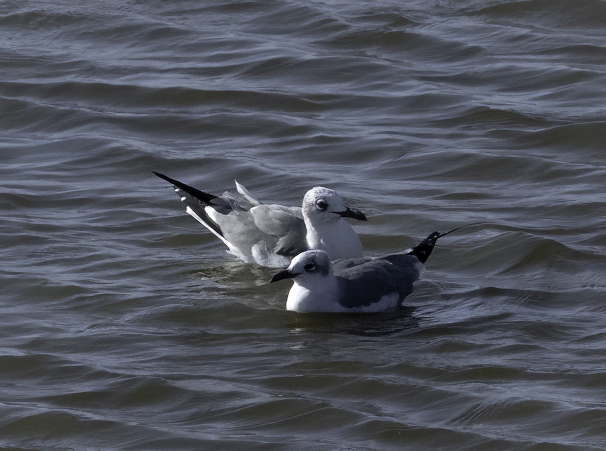 Gabbiano sghignazzante - ML645864585