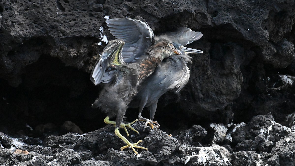 lavahegre - ML645864586