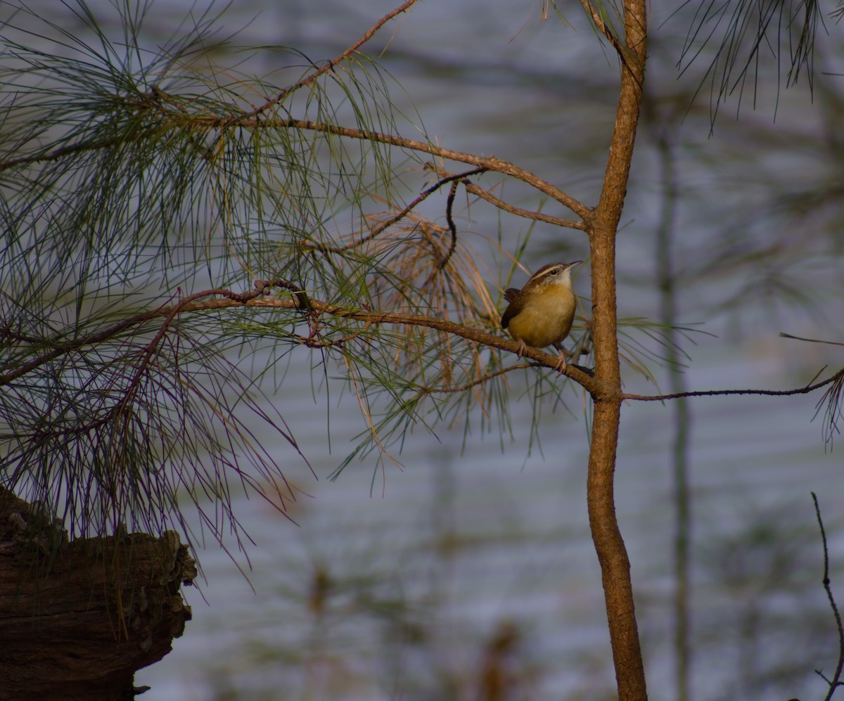Carolina Wren - ML645864601