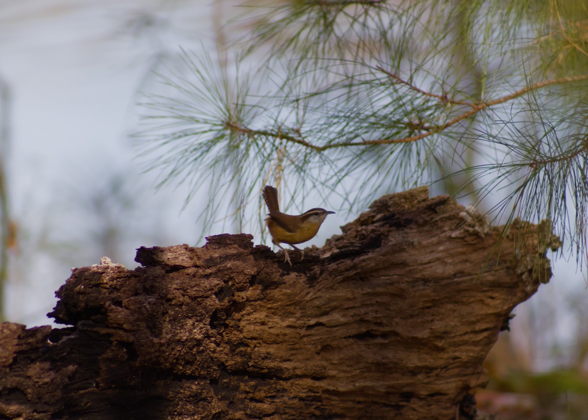 Carolina Wren - ML645864602