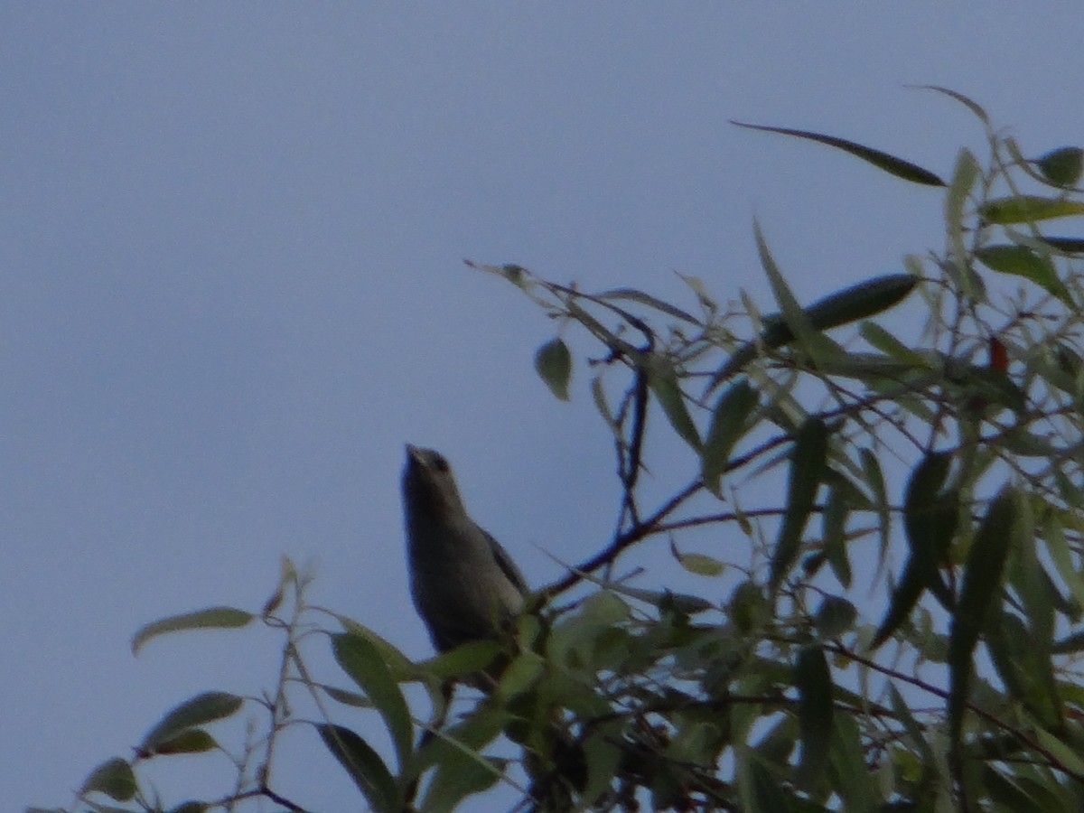 Sayaca Tanager - ML645864609