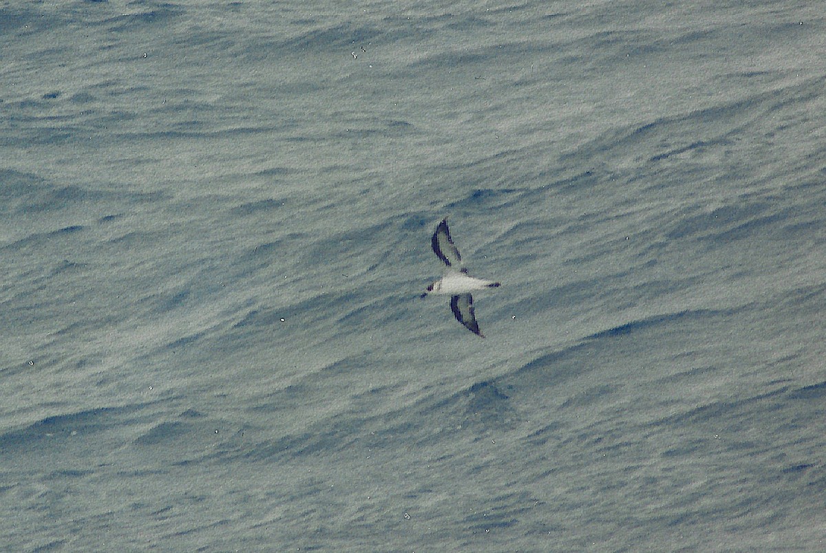 Black-capped Petrel (White-faced) - ML645864611