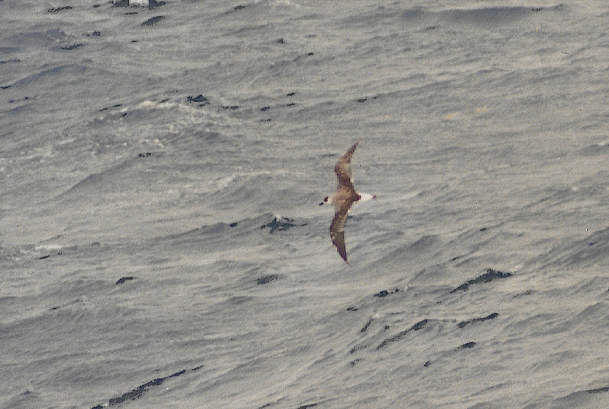 Black-capped Petrel (White-faced) - ML645864614