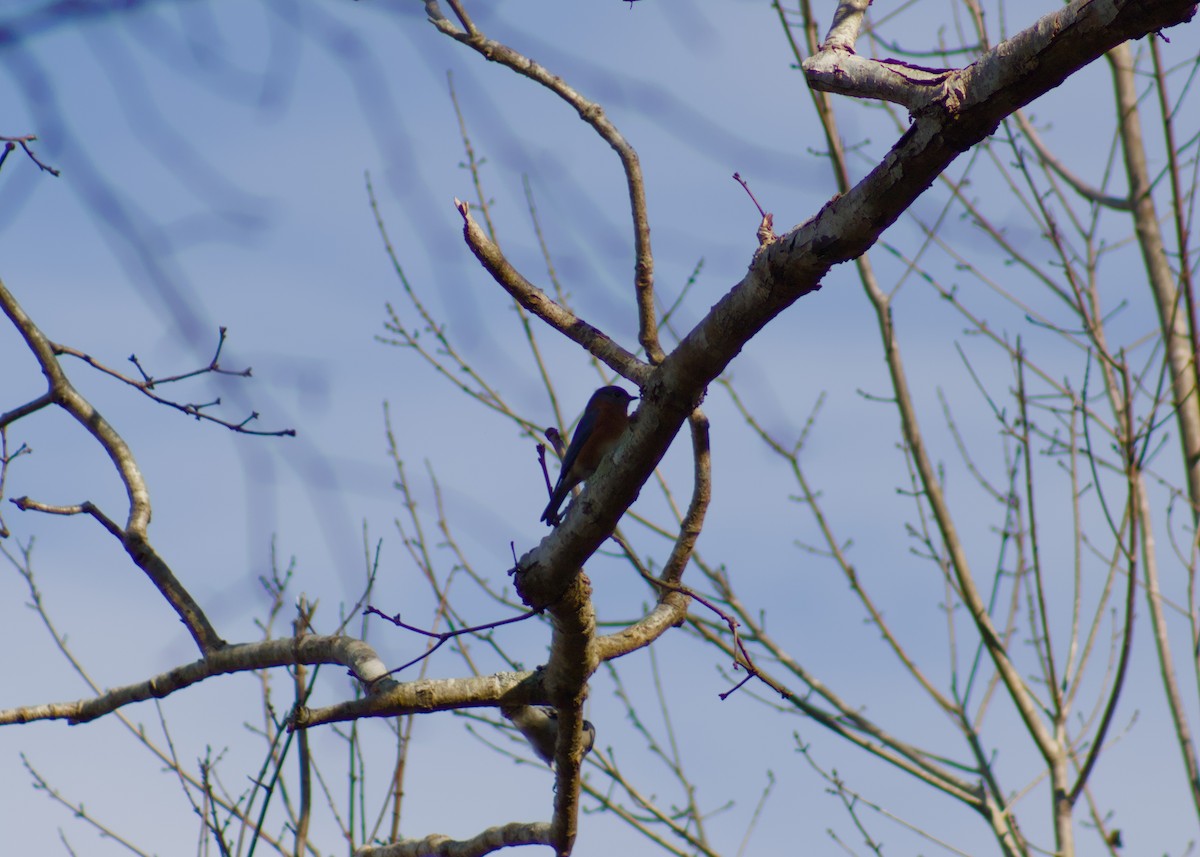 Eastern Bluebird - ML645864617