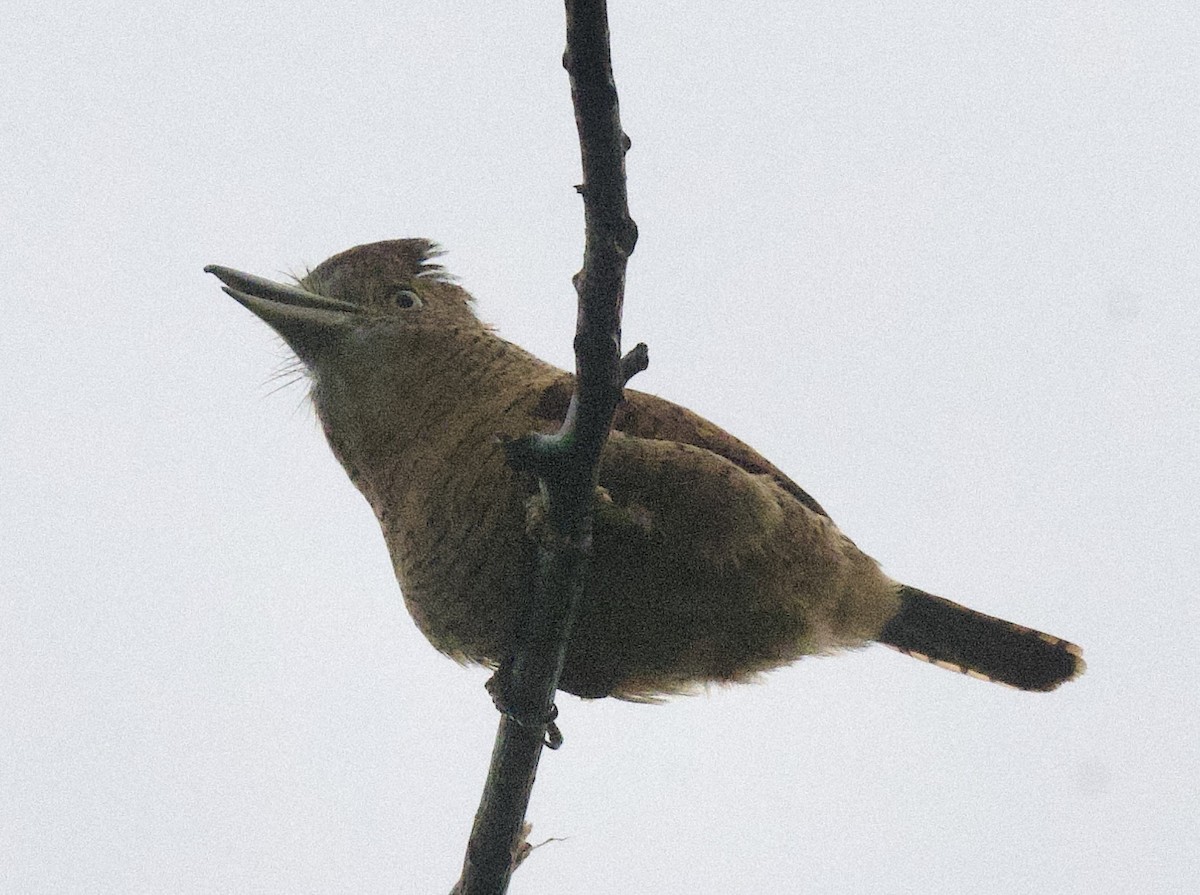 Tigerfaulvogel - ML645864618