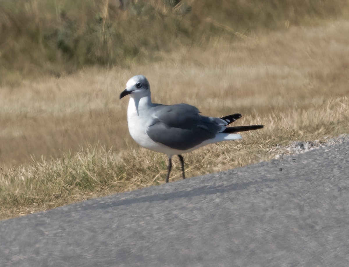 Gabbiano sghignazzante - ML645864621