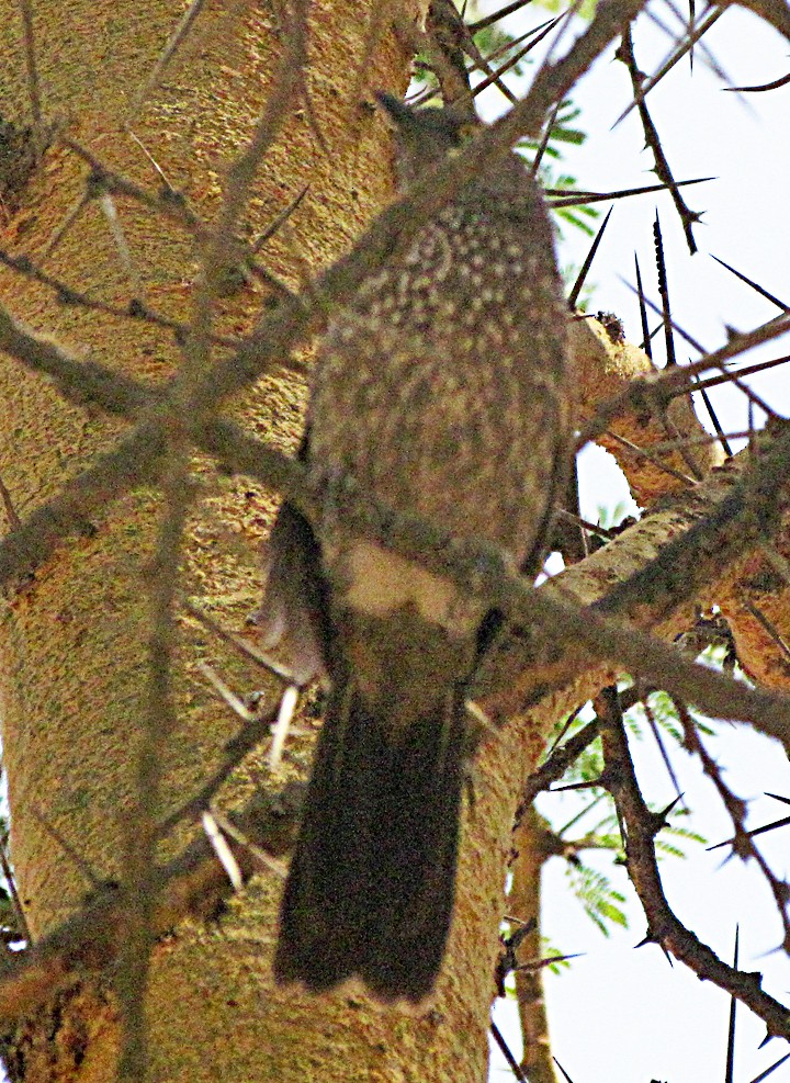 Brown Babbler - ML645864632