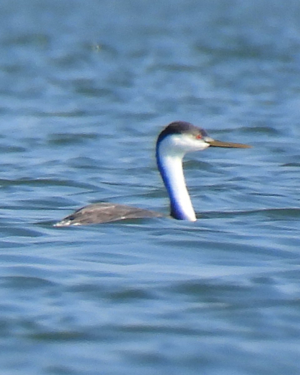 Western Grebe - ML645864638