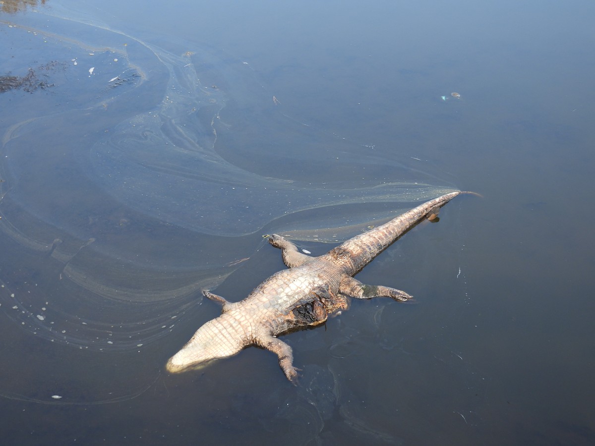 Animals - ML645864642