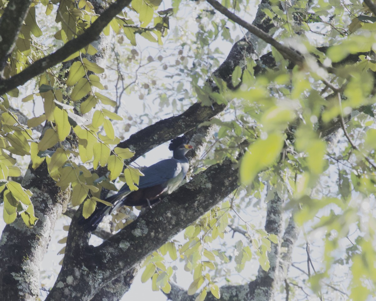 Great Blue Turaco - ML645864645