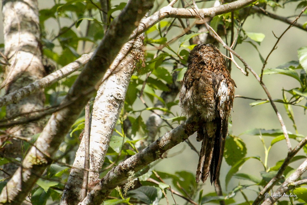 Andean Potoo - ML645864647