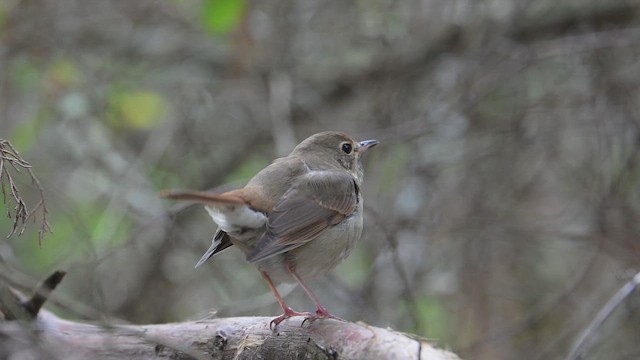 Hermit Thrush - ML645864656