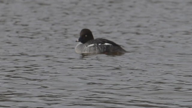 Common Goldeneye - ML645864663
