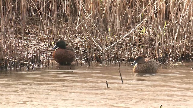 Chestnut Teal - ML645864666