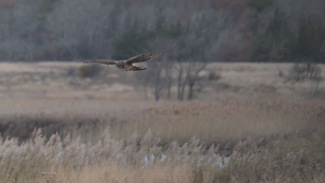 Northern Harrier - ML645864672