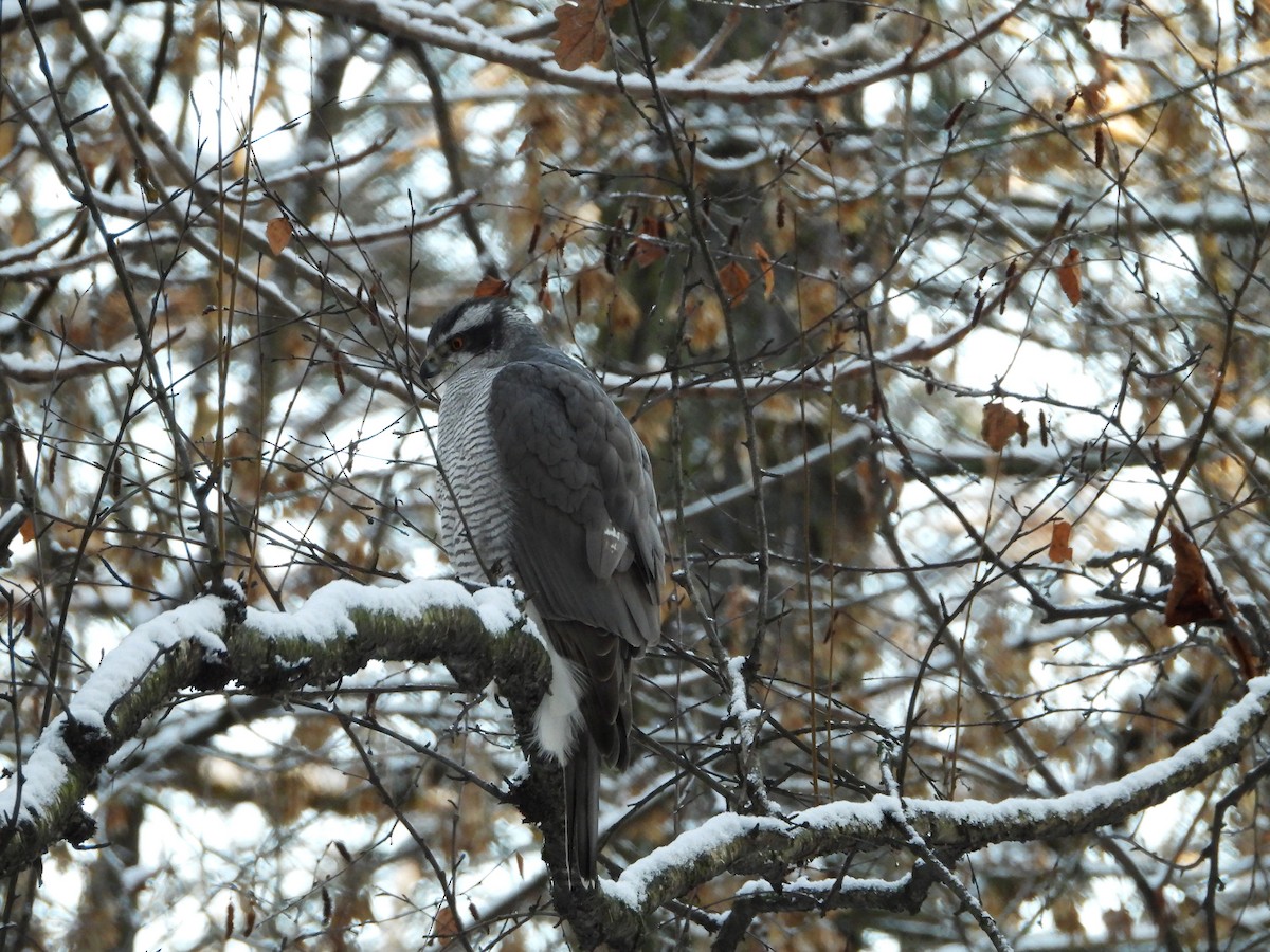 Яструб великий - ML645864677