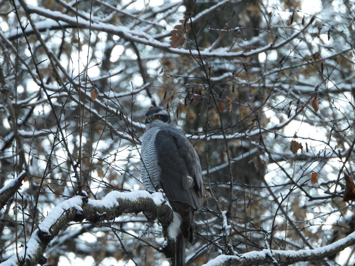 Яструб великий - ML645864678