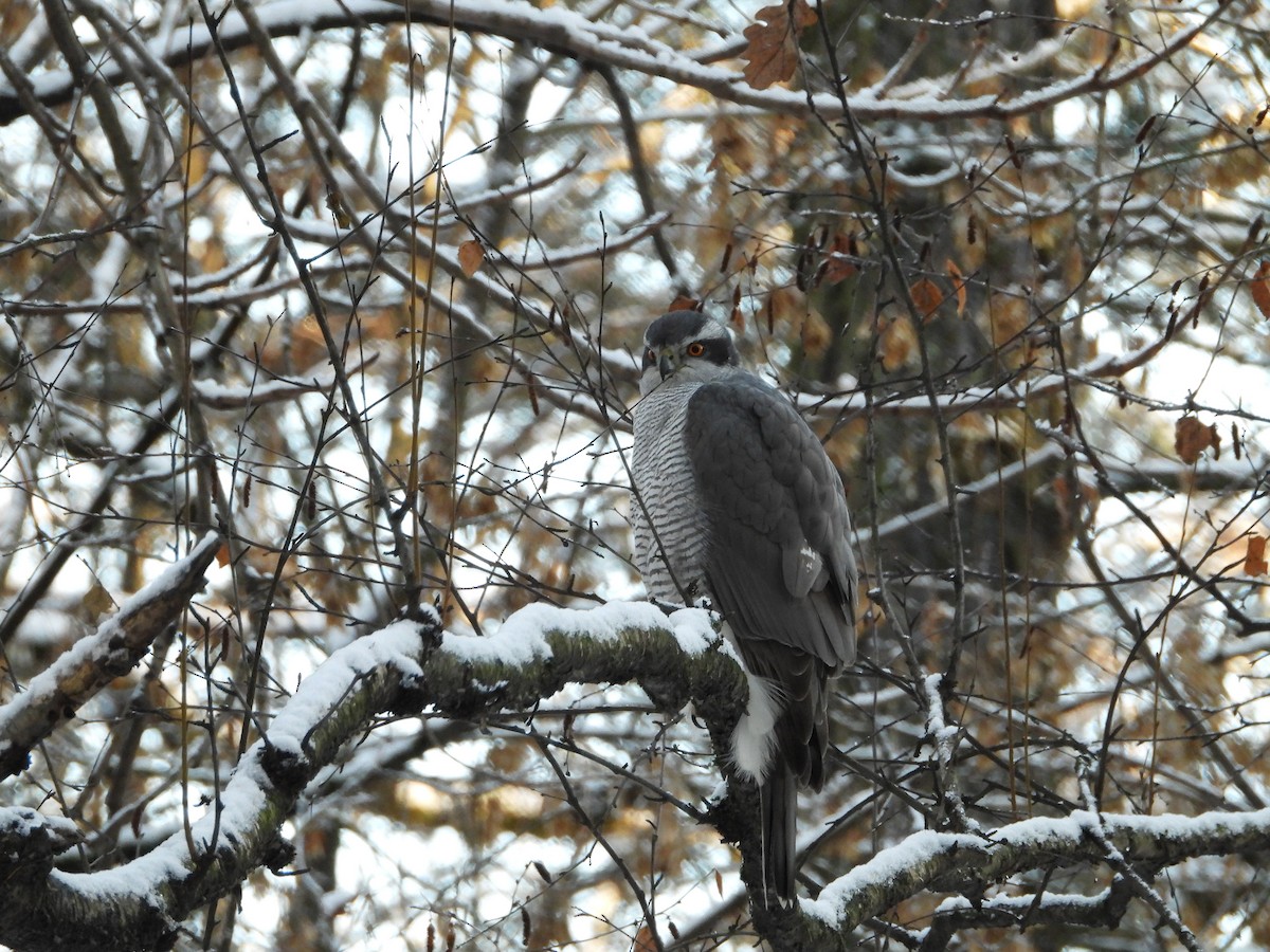 Яструб великий - ML645864679