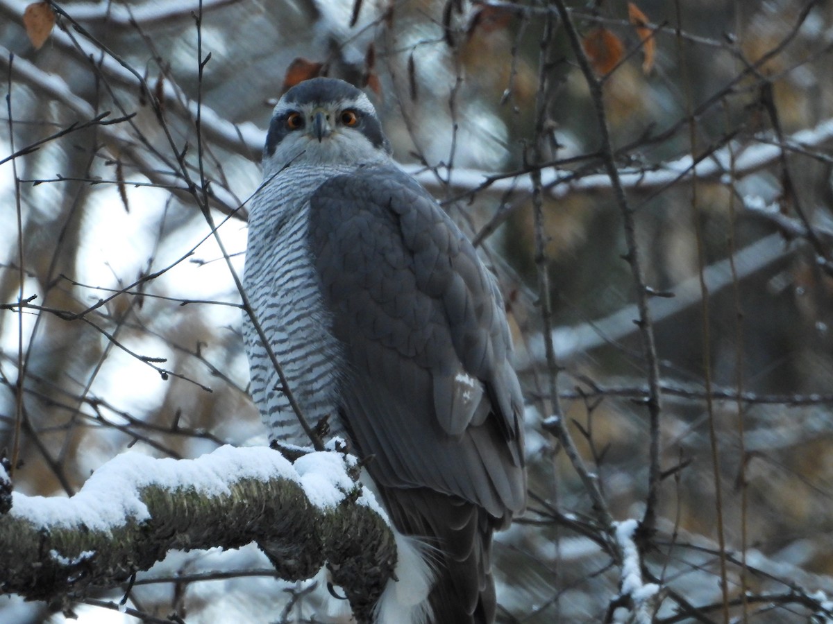 Яструб великий - ML645864680