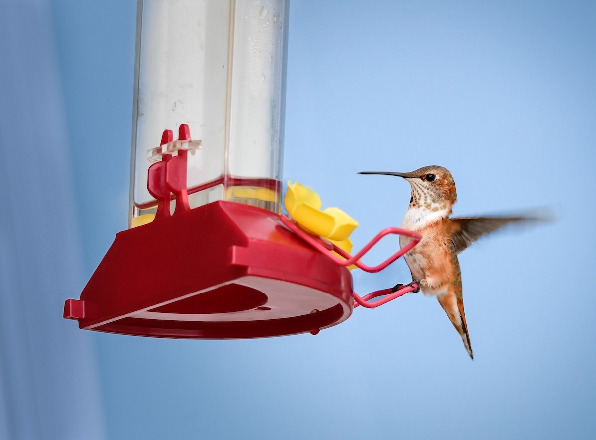 Rufous Hummingbird - ML645864681