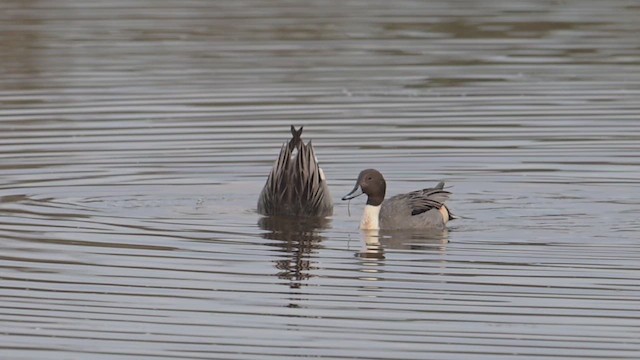 Northern Pintail - ML645864700